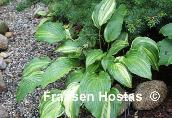 Hosta Hideko Tajima